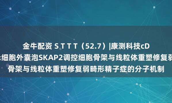 金牛配资 S T T T（52.7）|康测科技cDNA全长转录组助力揭示细胞外囊泡SKAP2调控细胞骨架与线粒体重塑修复弱畸形精子症的分子机制